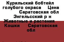 Курильский бобтейл  голубого окраса. › Цена ­ 3 000 - Саратовская обл., Энгельсский р-н Животные и растения » Кошки   . Саратовская обл.